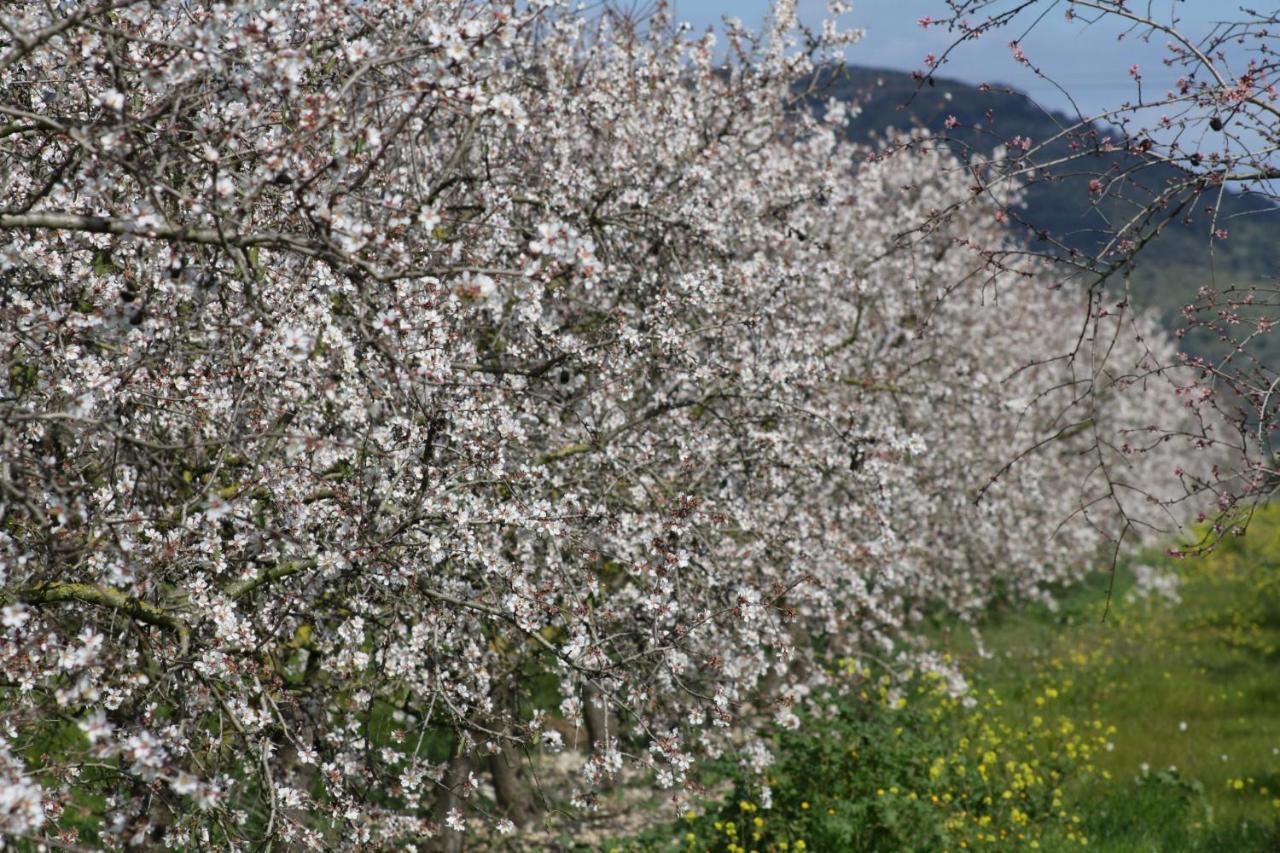 054 Finca Es Bosquerro Etv5362 By Mallorca Charme Санта Маргалида Екстериор снимка
